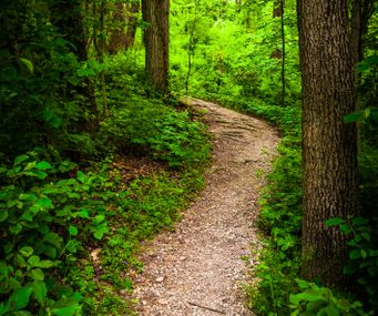 Trail through lush green forest in Codorus State Park, Pennsylvania